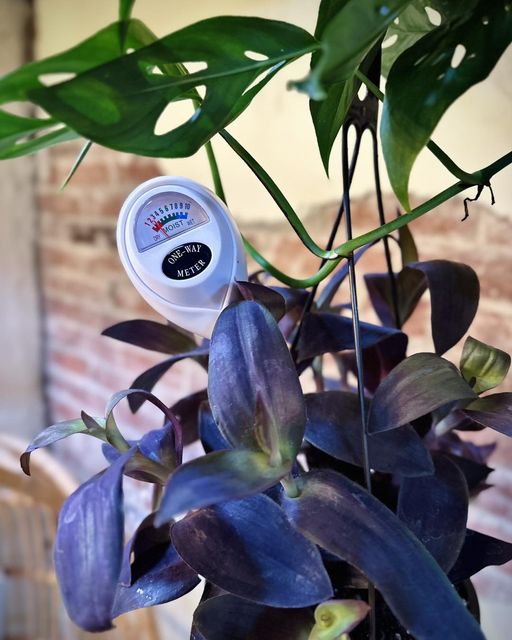 Plant Moisture Meter