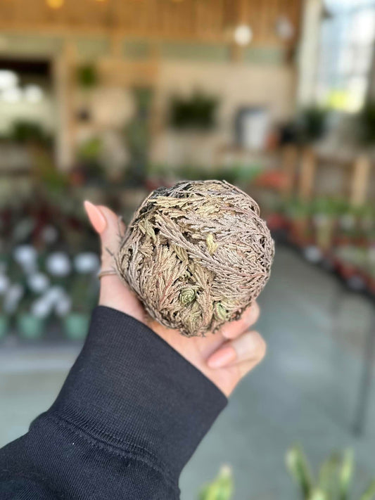 Rose of Jericho