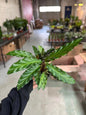 4" Calathea Rufibarba