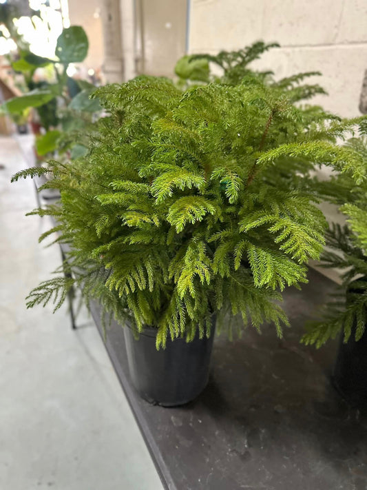 10" Norfolk Pine