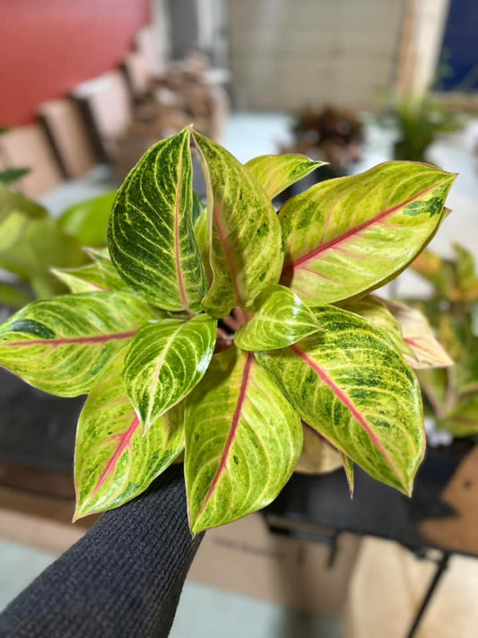 6" Aglaonema 'Golden Flourite'