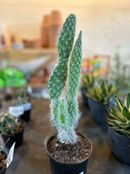 4" Old Man Cactus