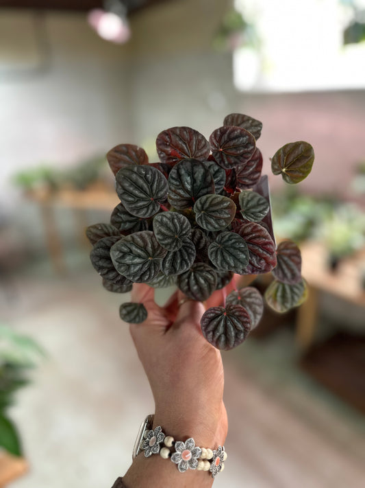 4" Peperomia Red Luna