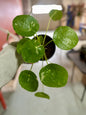 4" Pilea Peperomioides White Splash