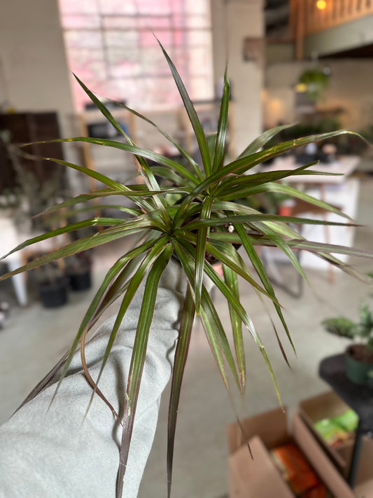 4" Dracaena Marginata