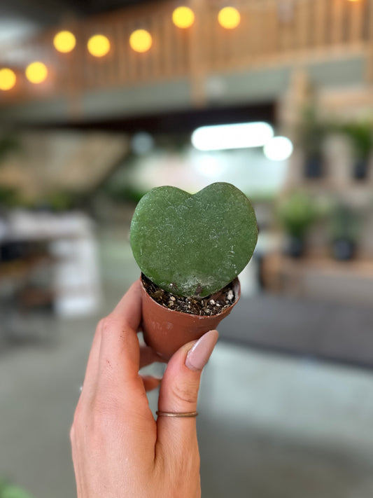 2" Hoya Kerrii Heart