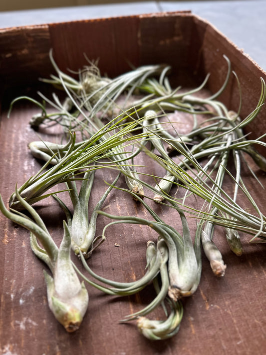 Tillandsia Air Plants