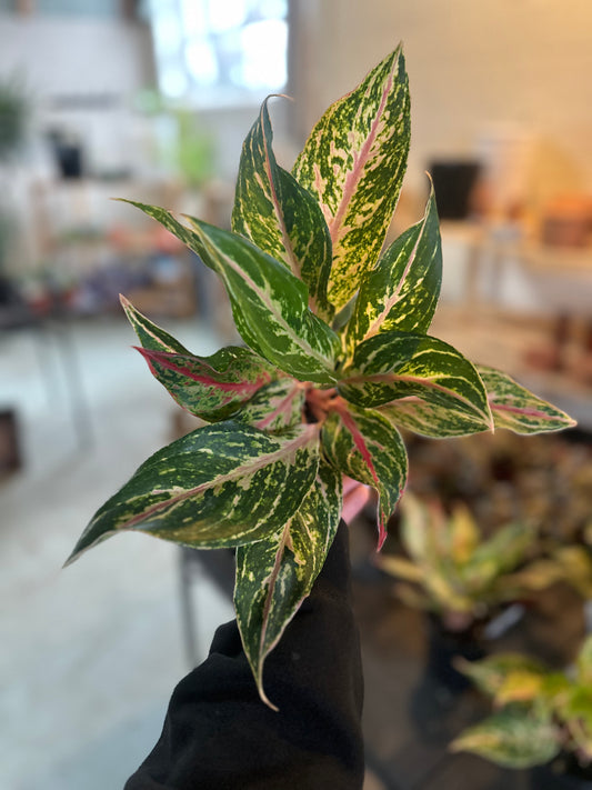 6" Aglaonema Dazzling Gem