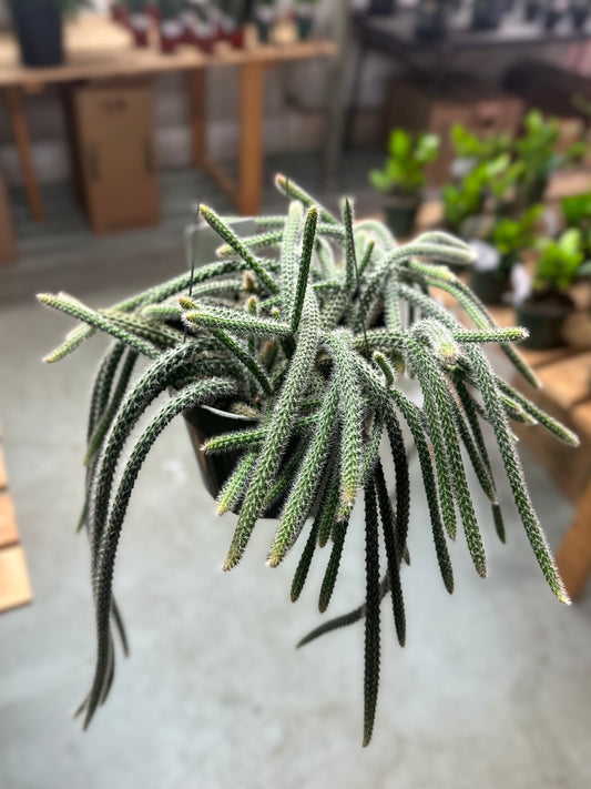 6" Rattail Cactus Basket