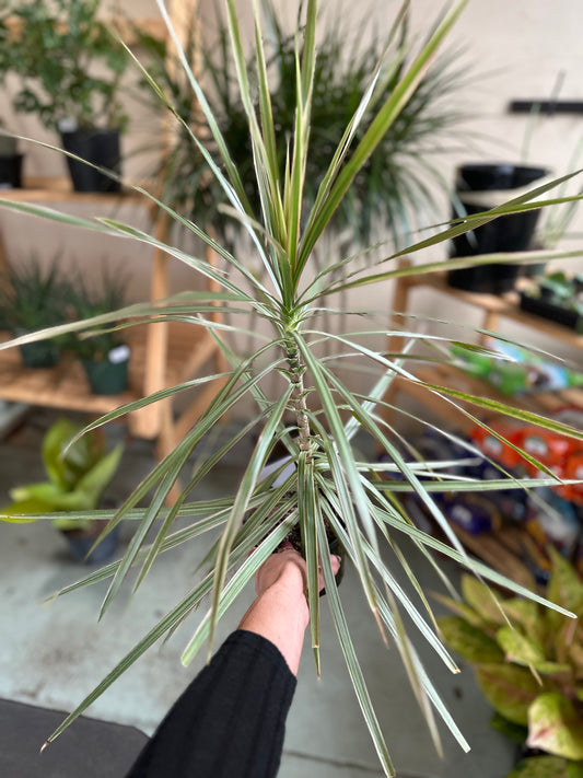 6" Dracaena Marginata