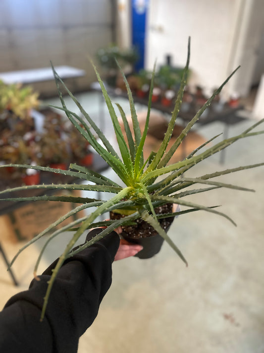 6" Aloe Hedgehog