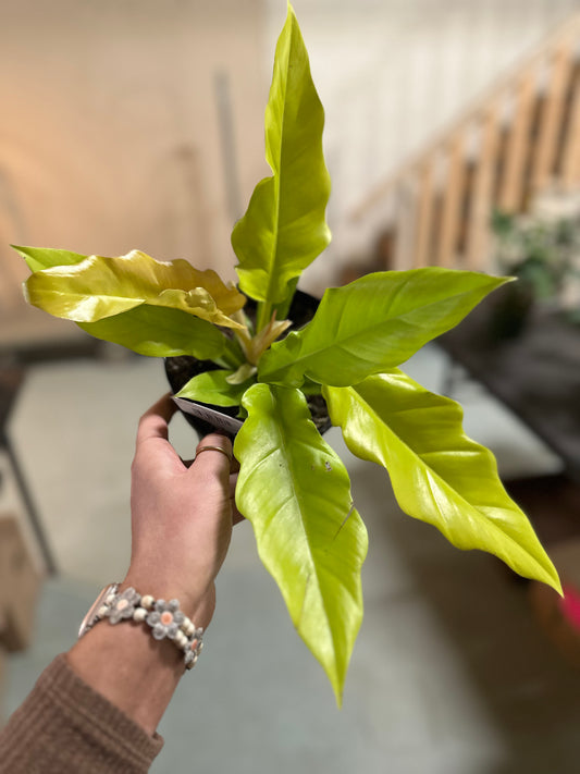 6" Philodendron Golden Crocodile