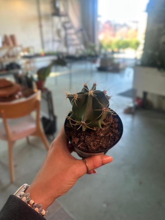 4" Blue Barrel Cactus