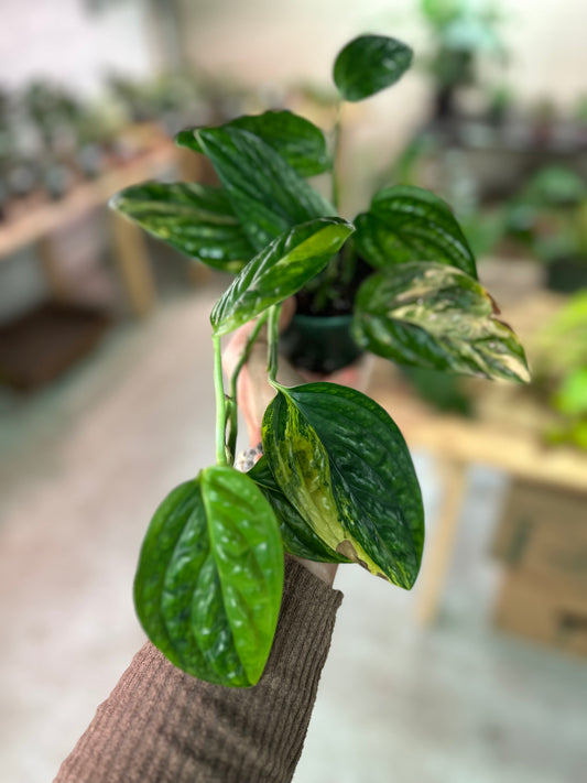 4" Monstera Variegated 'Peru'