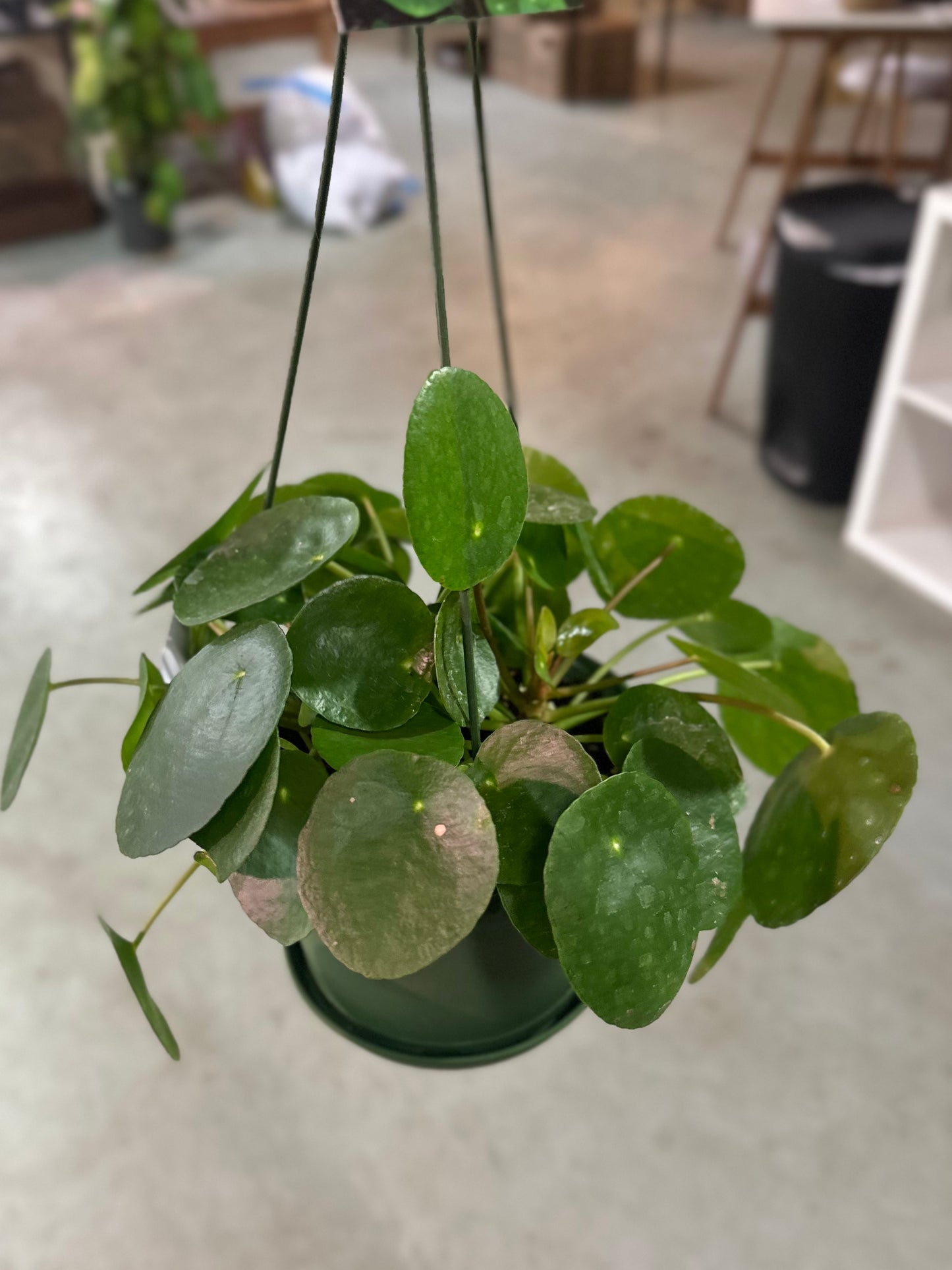 6" Pilea Peperomiodes Basket