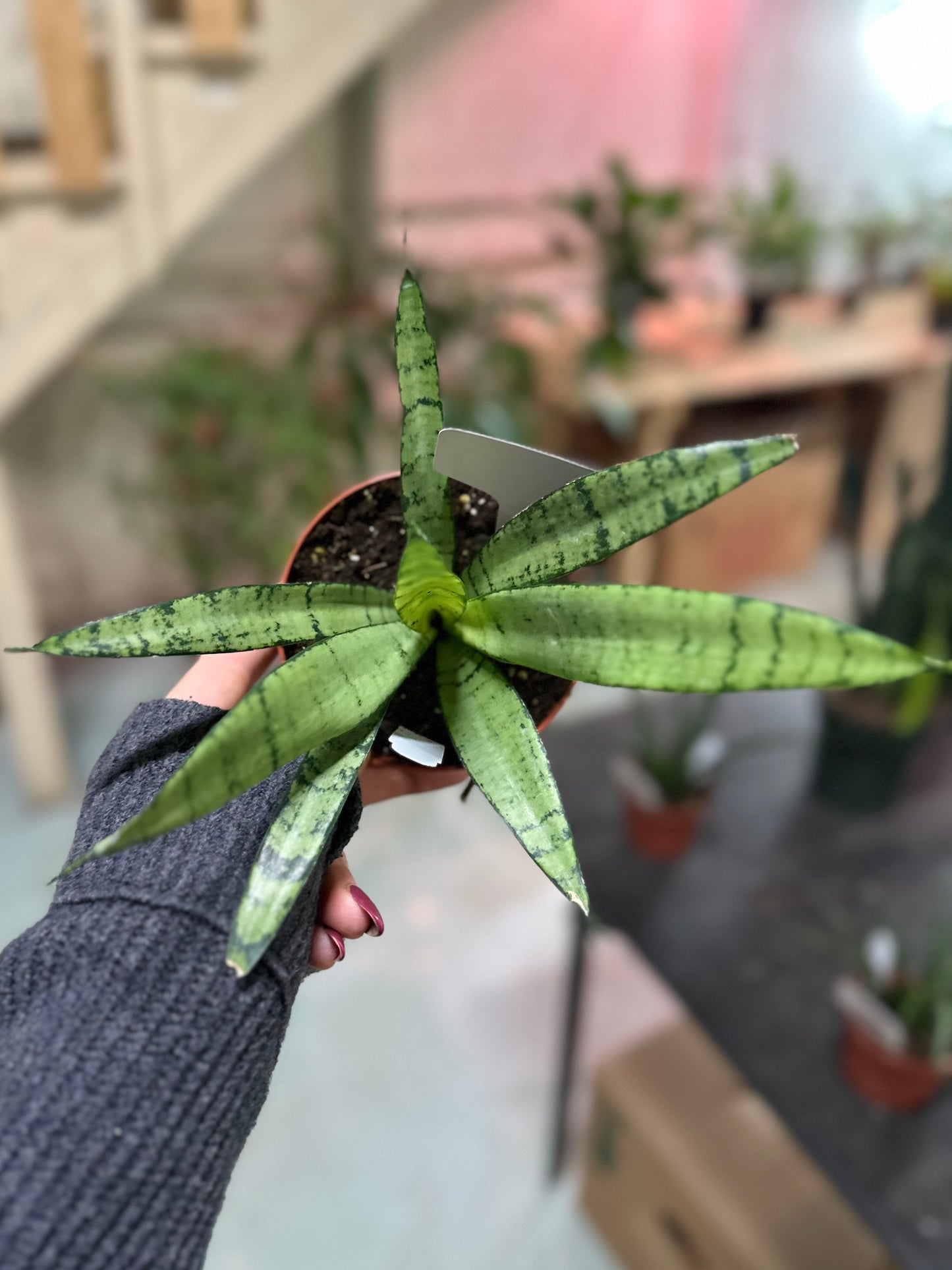 4" Sanseveria Silver Princess