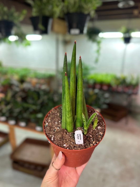 4" Bob Mikado Snake Plant