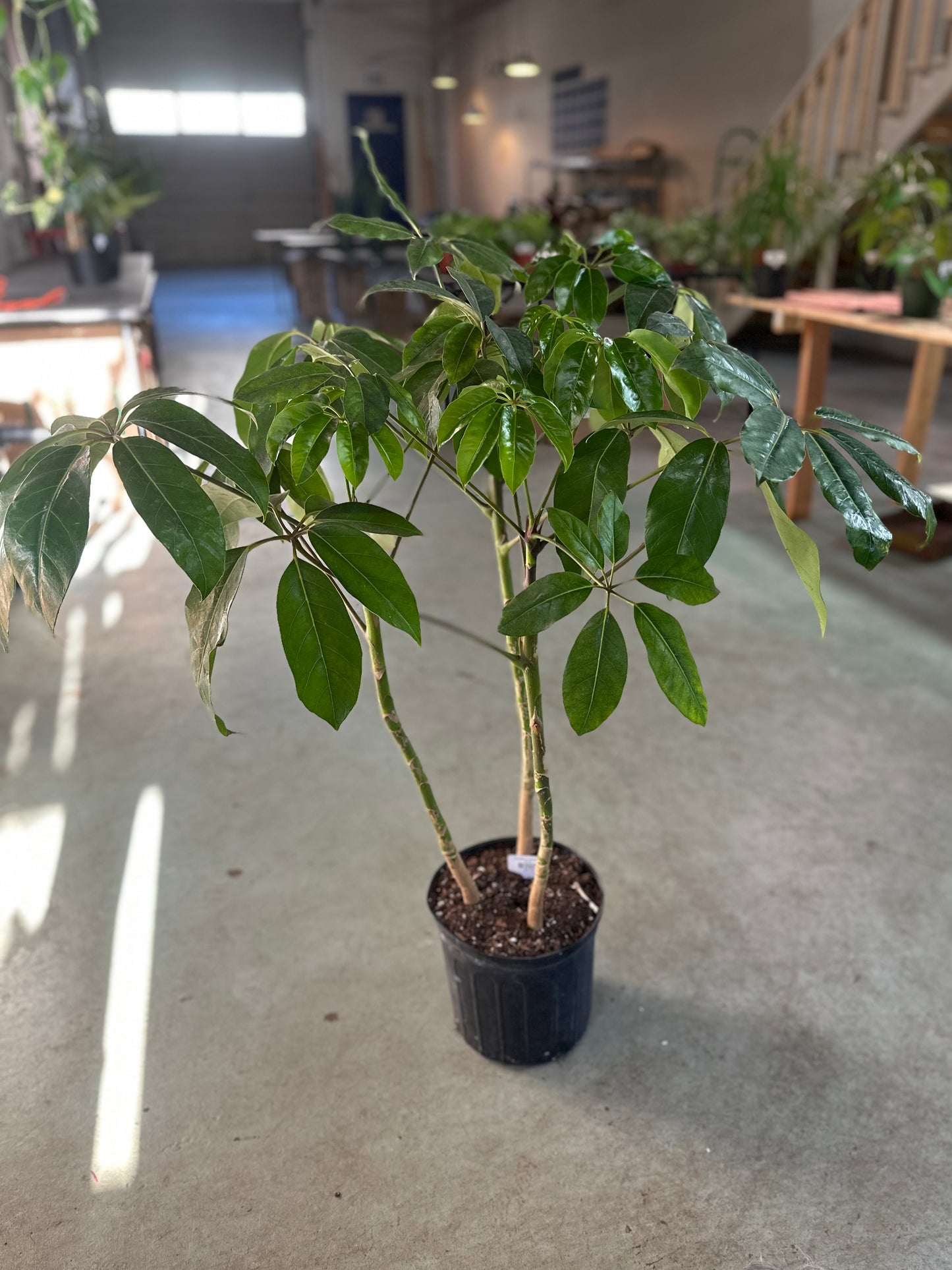 10" Schefflera Amate