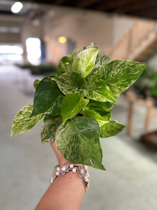 4" Pothos 'Marble Queen'