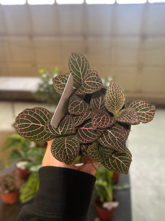 4" Fittonia