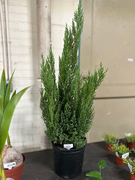 10" Blue Point Juniper