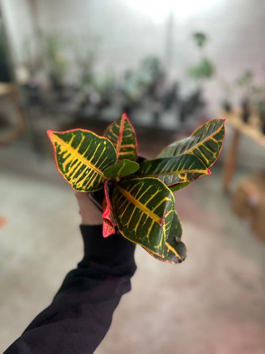 4" Croton