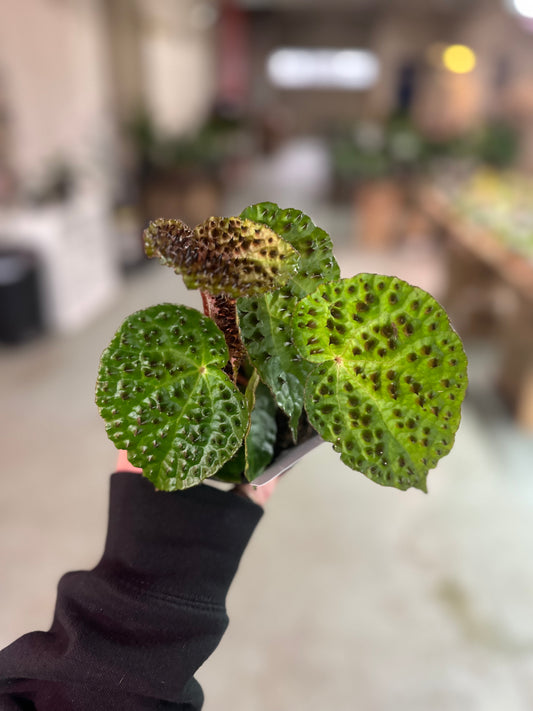 4" Begonia Ferox