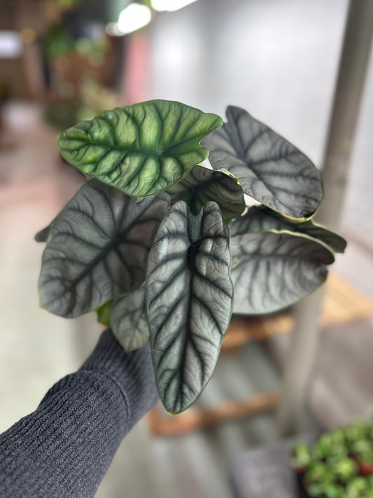 6" Alocasia Silver Dragon