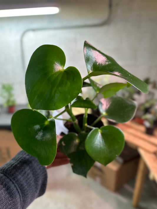 4" Peperomia Raindrop