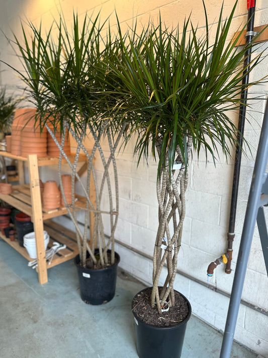 14" Dracaena Marginata Braid