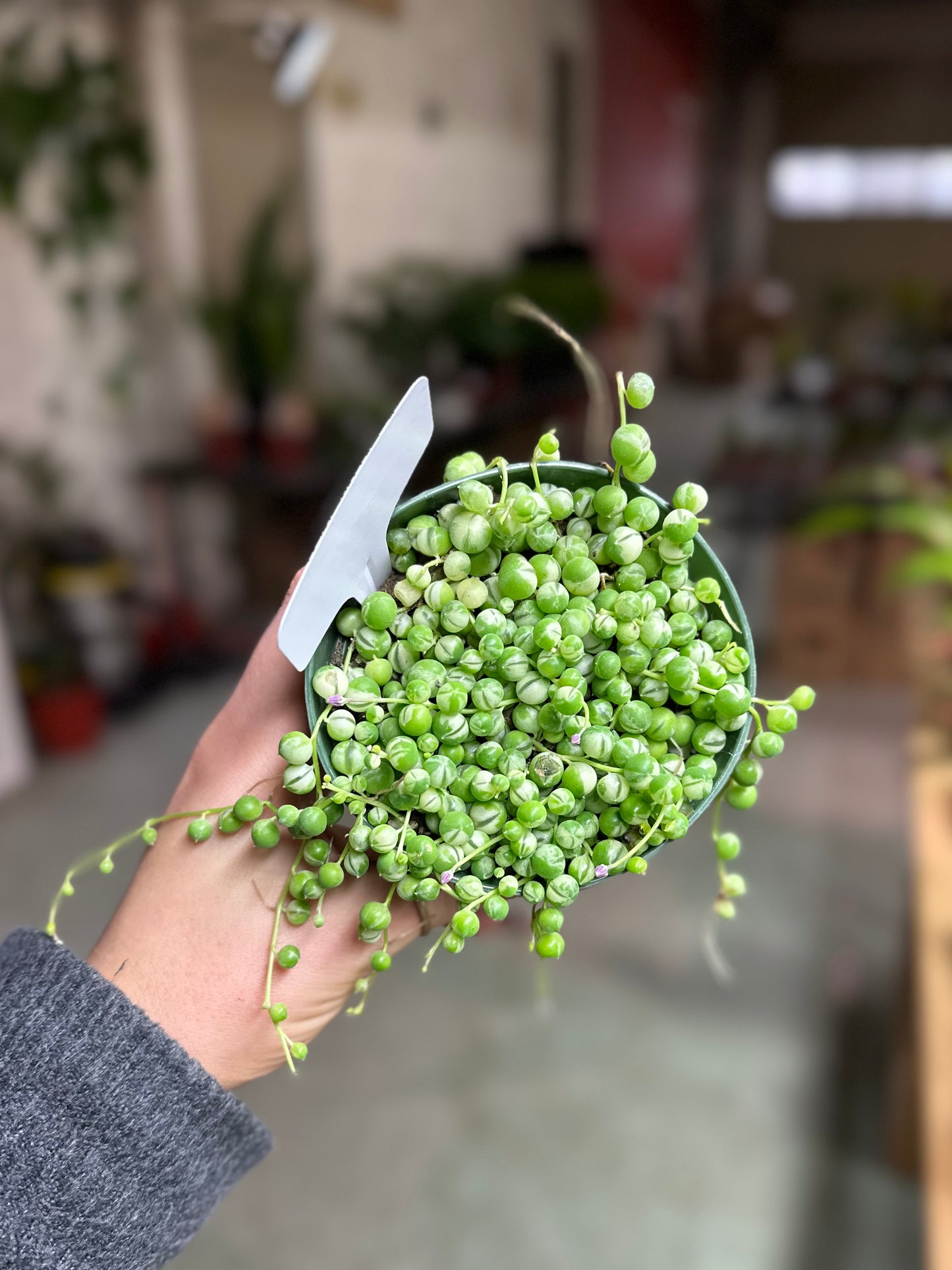 4" String of Pearls Variegated