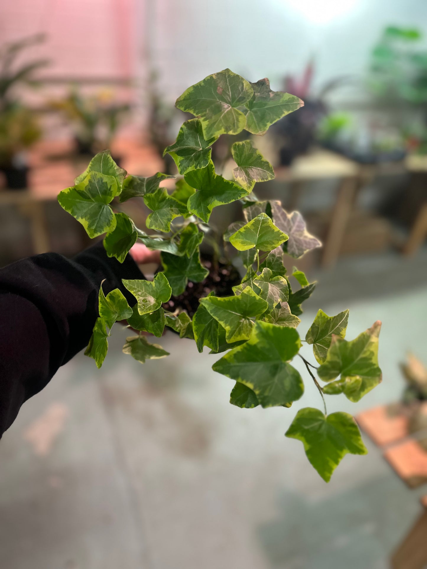 4" English Ivy