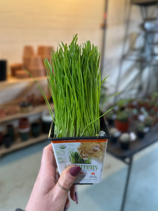 4" Cat Grass