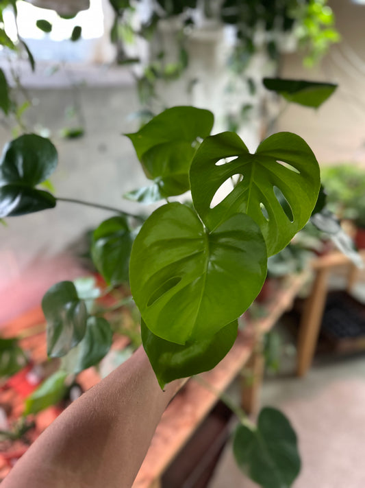 6" Monstera Deliciosa