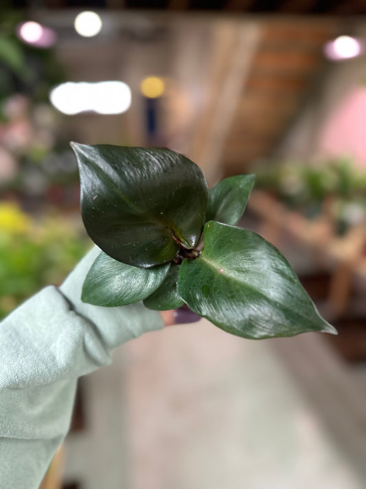 4" Philodendron Red Heart