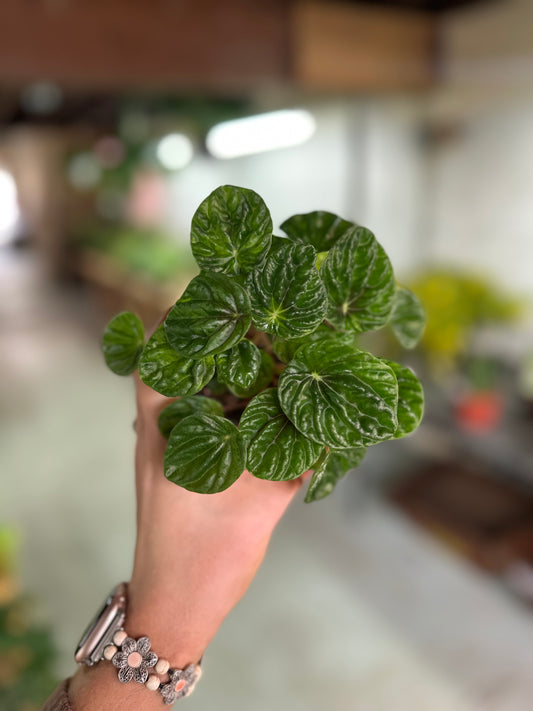 4" Peperomia Emerald Ripple