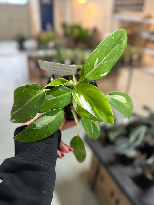 4" Philodendron White Princess