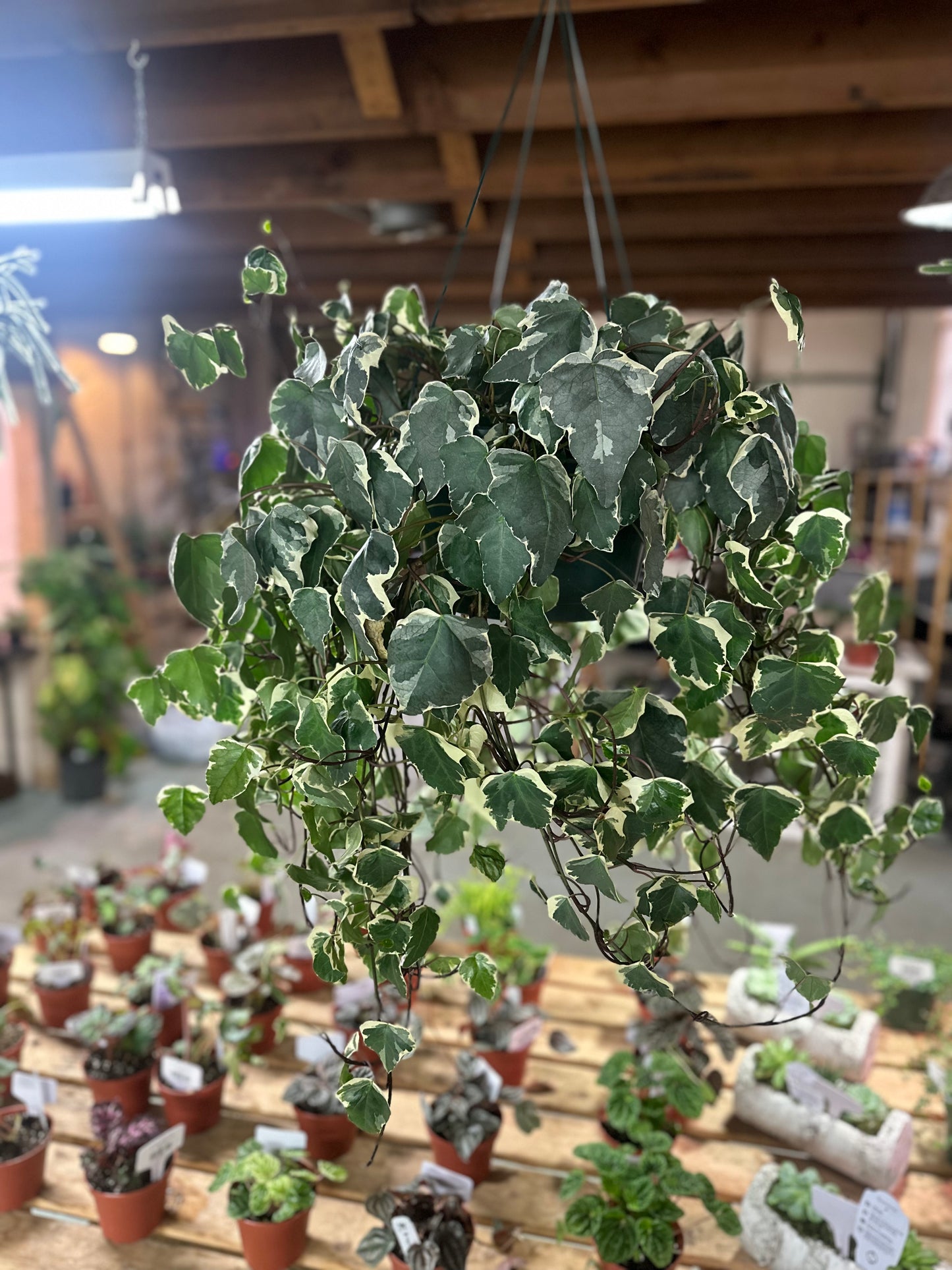 10" Variegated English Ivy Basket