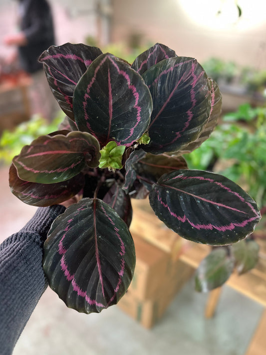 6" Calathea Dottie