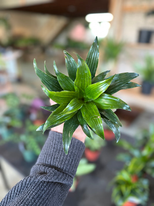 4" Dracaena Janet Craig